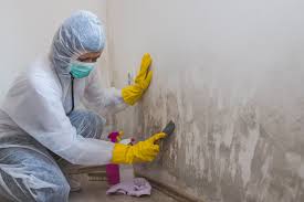 Why You Should Choose Our Mold Remediation Services in Spring Lake, NJ